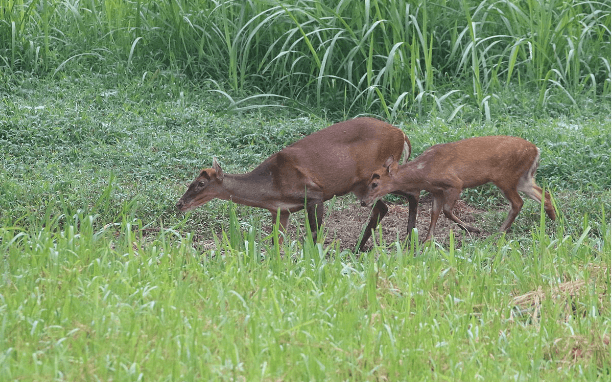 Muntjac Deer Breed?