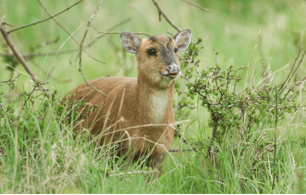 Muntjac Deer Face