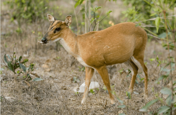 muntjac deer scent glands