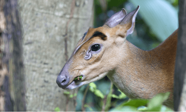 Muntjac Deer Scent Glands