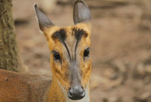 Muntjac Deer Voice- Bark or Scream: