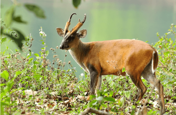 Muntjac Fangs and Their Purpose