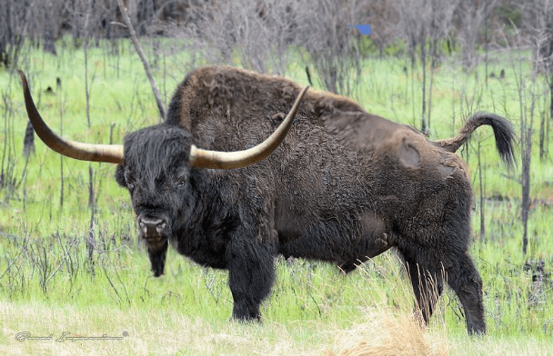 Steppe Bison