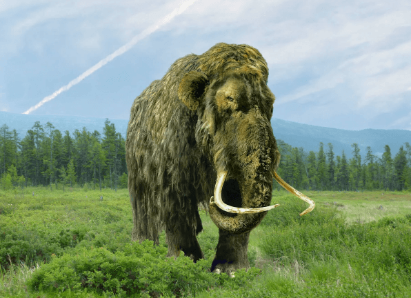 Wooly Mammoths